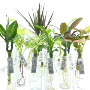 Losse Plantjes - Zonder flesje