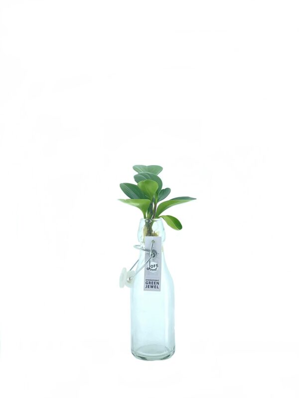Losse plantjes (zonder flesje) - Chlorophytum