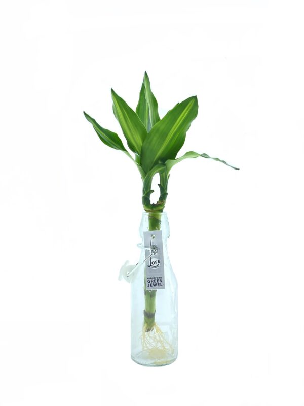 Losse plantjes (zonder flesje) - Chlorophytum
