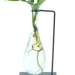 Andesonii op water in hang vase