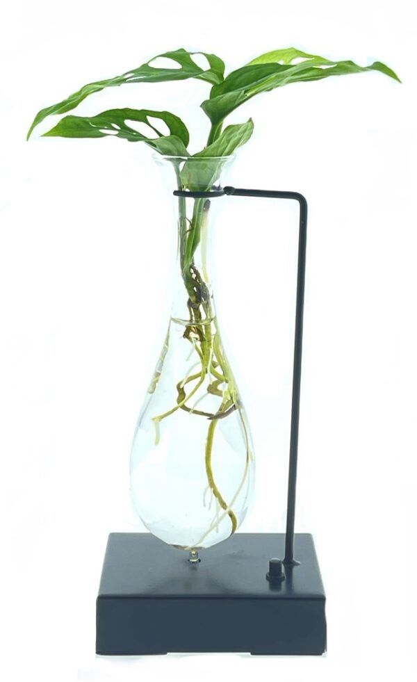 Andesonii op water in hang vase